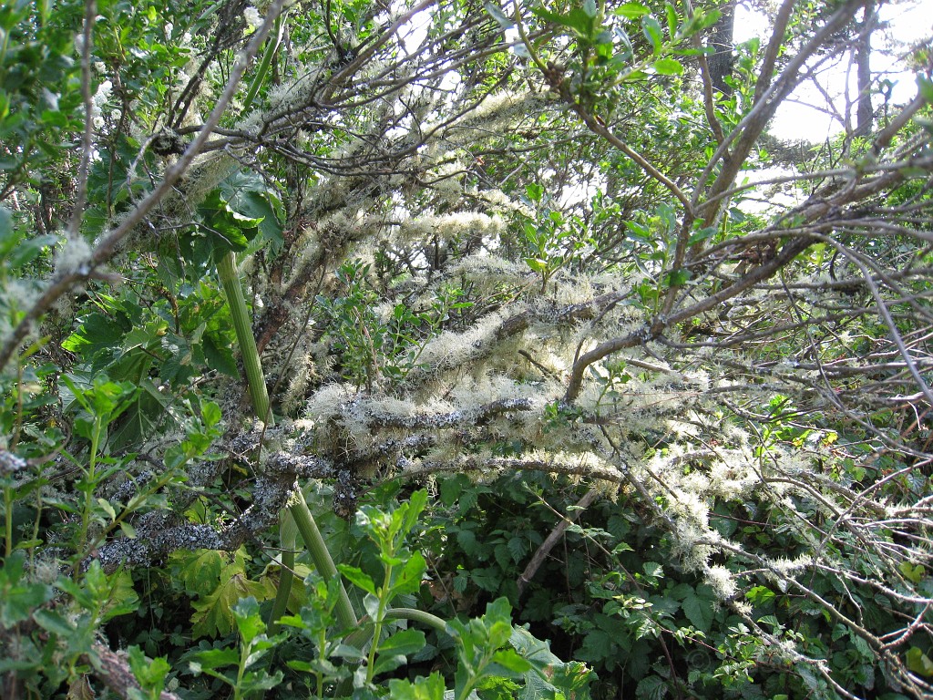 2011 Bay 2 Breakers Friday 0665.JPG - I was able to participate in the 100th annual running of the Bay to Breakers 12K race in San Francisco California. A weekend for sightseeing and racing.
